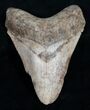 Bargain Megalodon Tooth - Light Color #10993-1